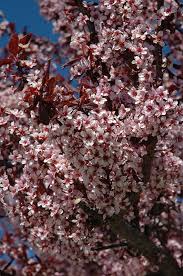 Prunus cerasifera `thundercloud` 